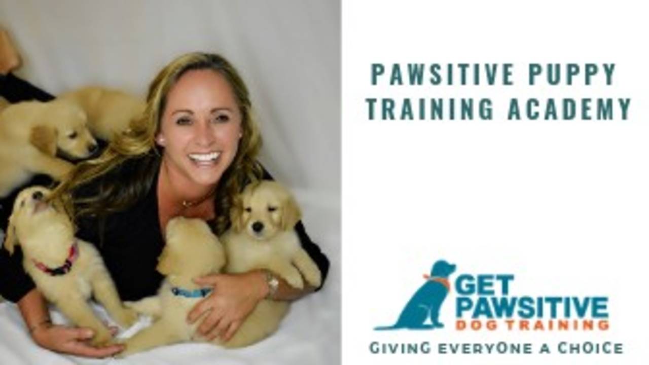pawsitive puppy school