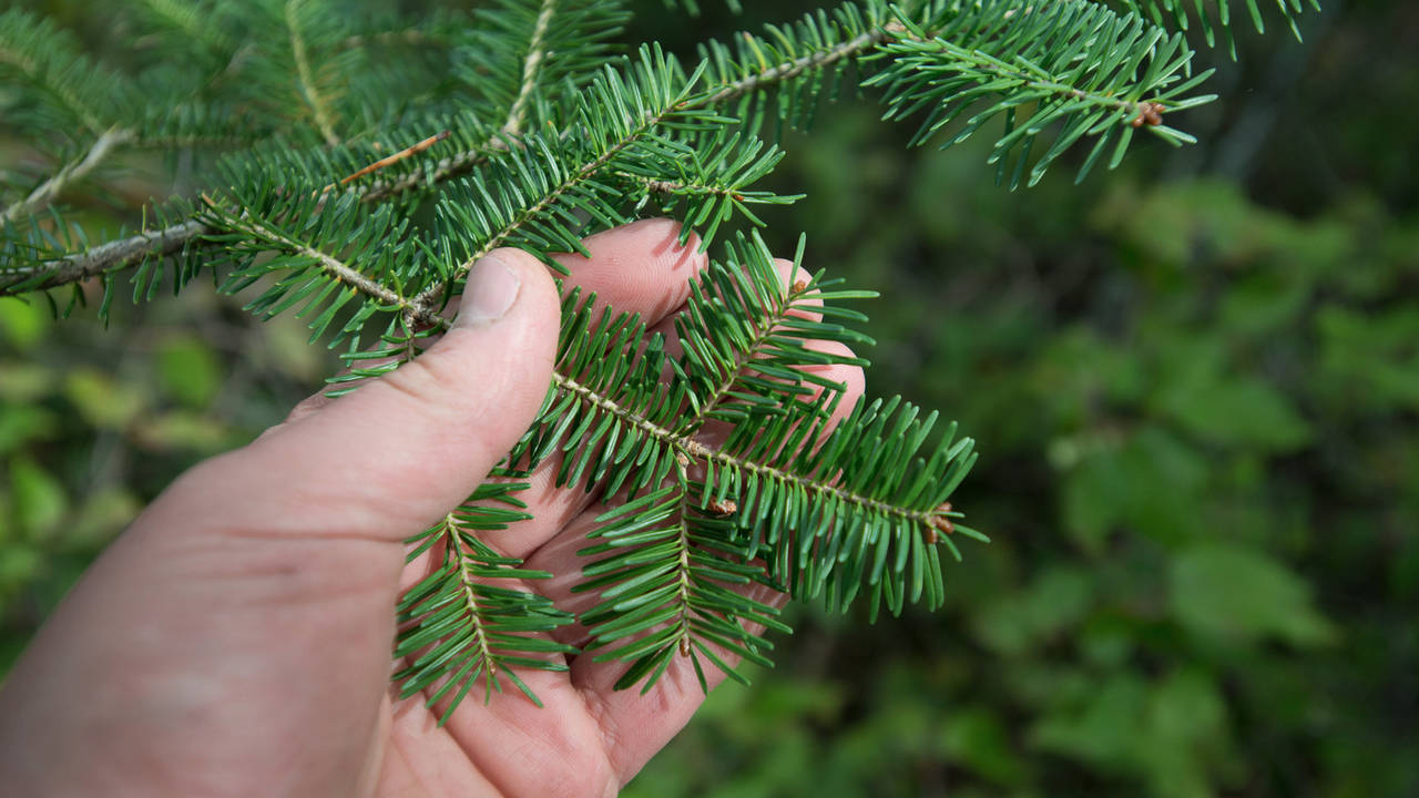 www.onlinebushcraftcourses.com