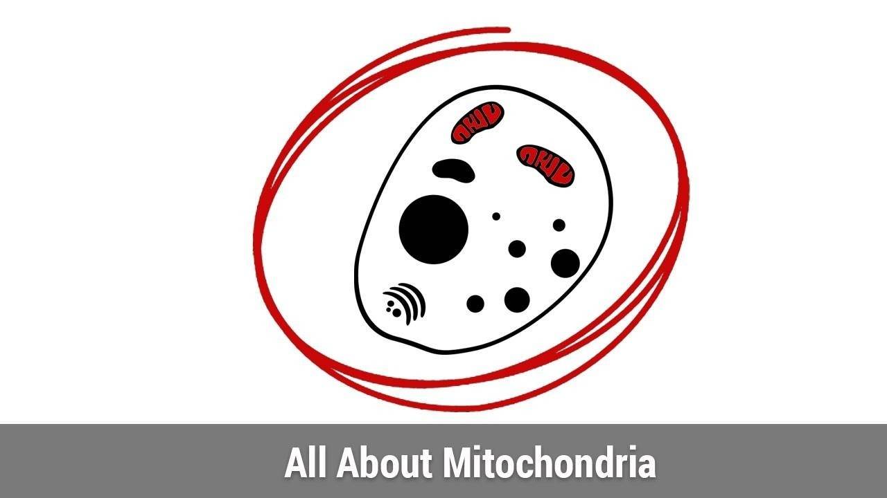 All About Mitochondria