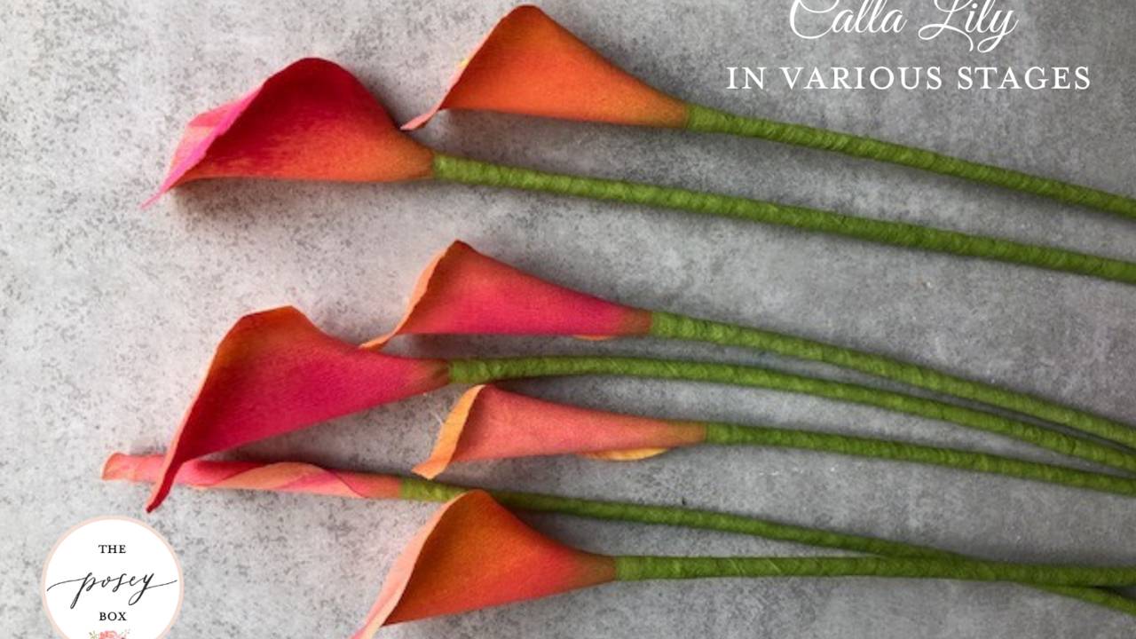 Let’s Look at the Calla Lily InDepth