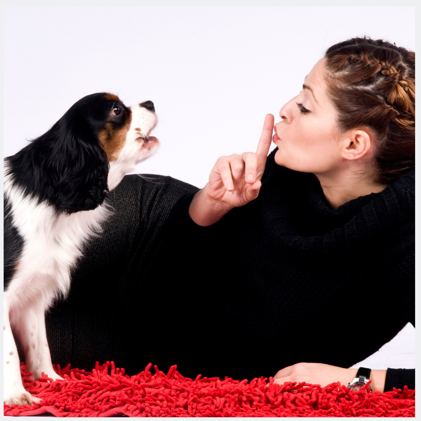 dog barks at everything outside