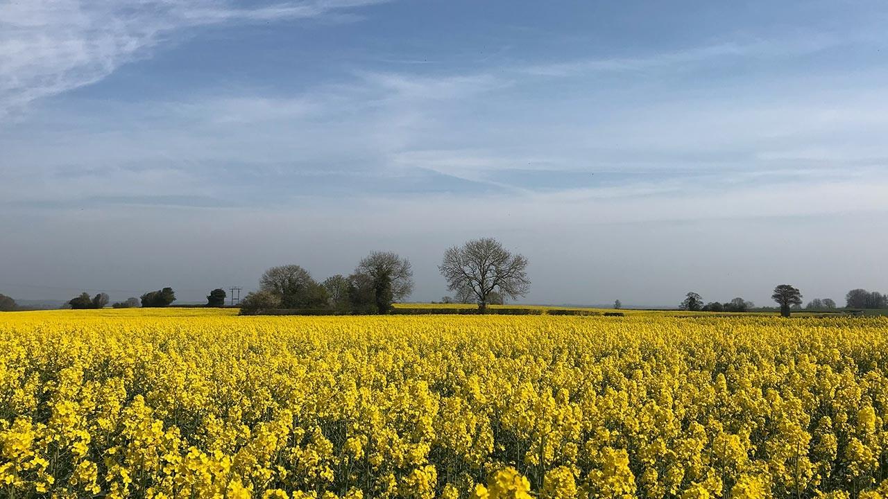 Fields of yellow rape