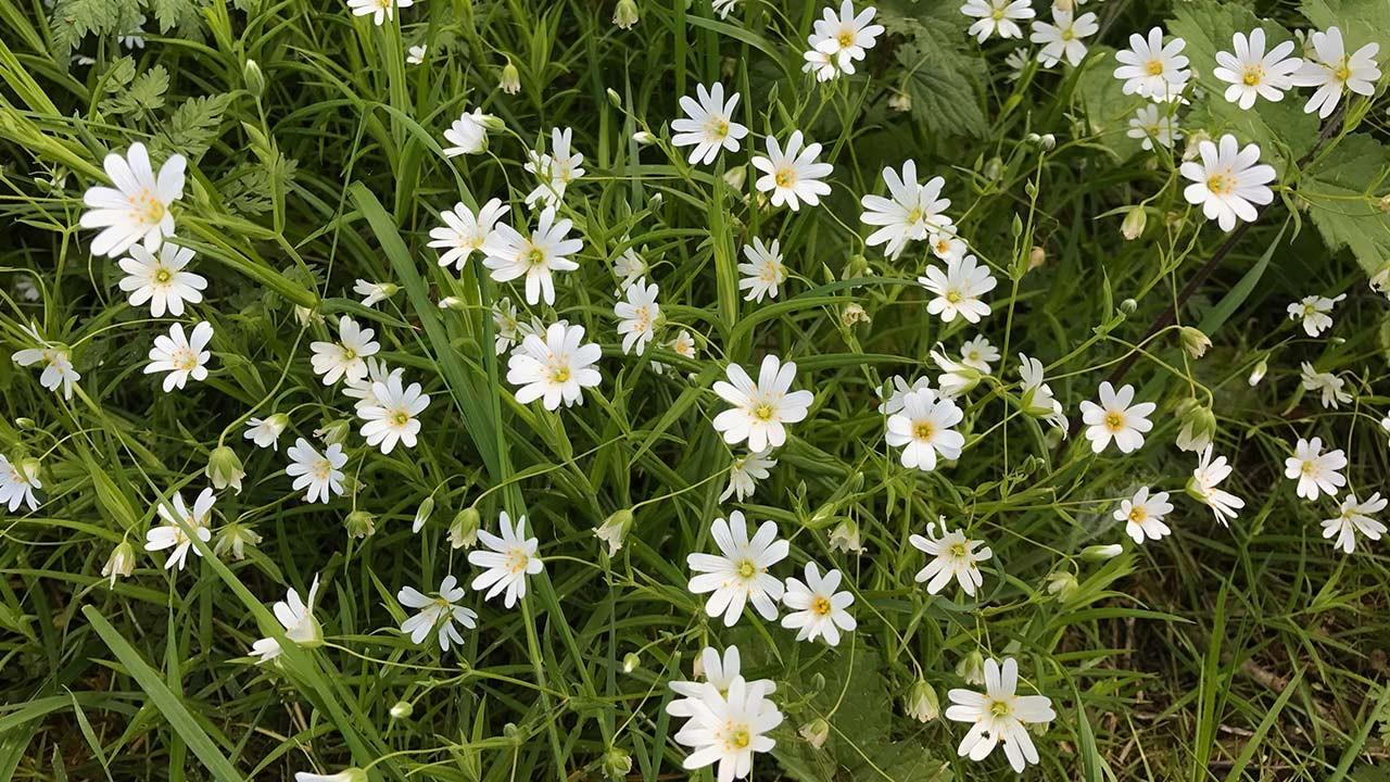 white wild flowers