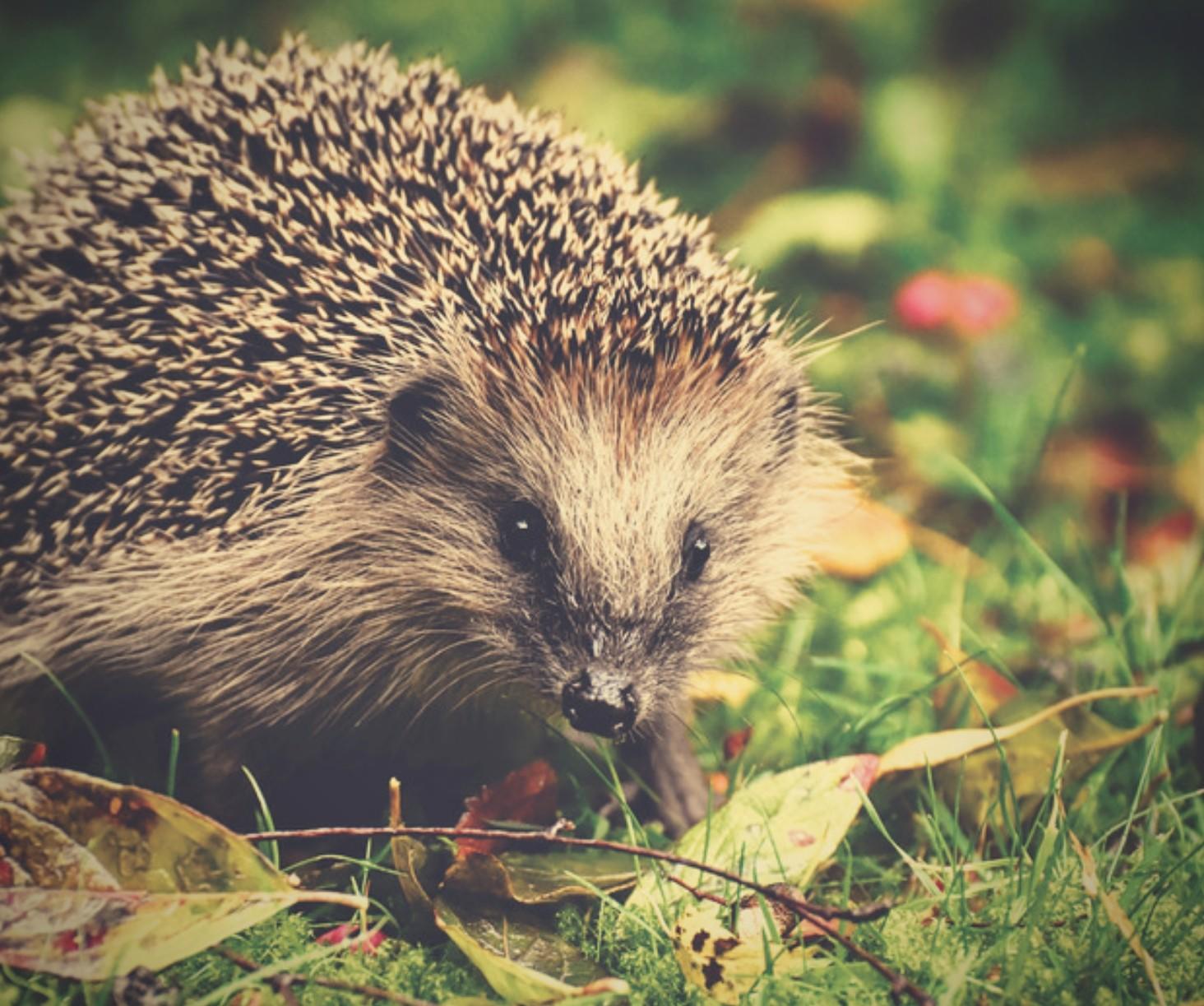 Hedgehog