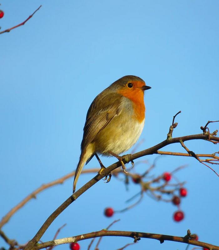 Robin Bird