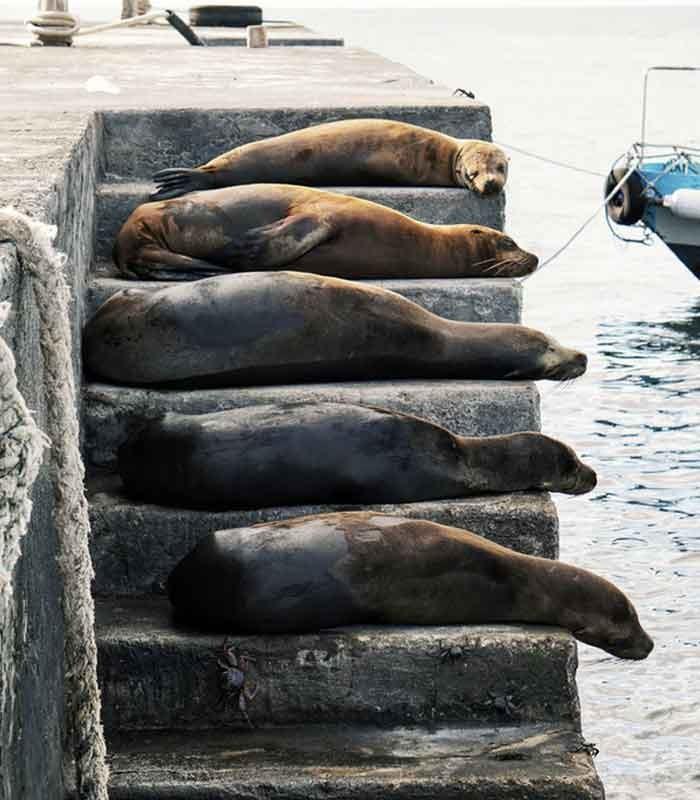 Seals on Pier