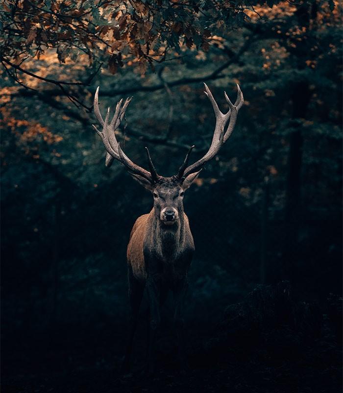 Stage Deer