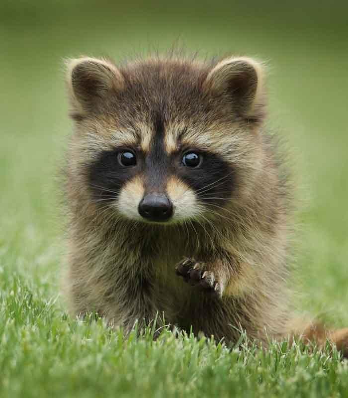 Baby Raccoon