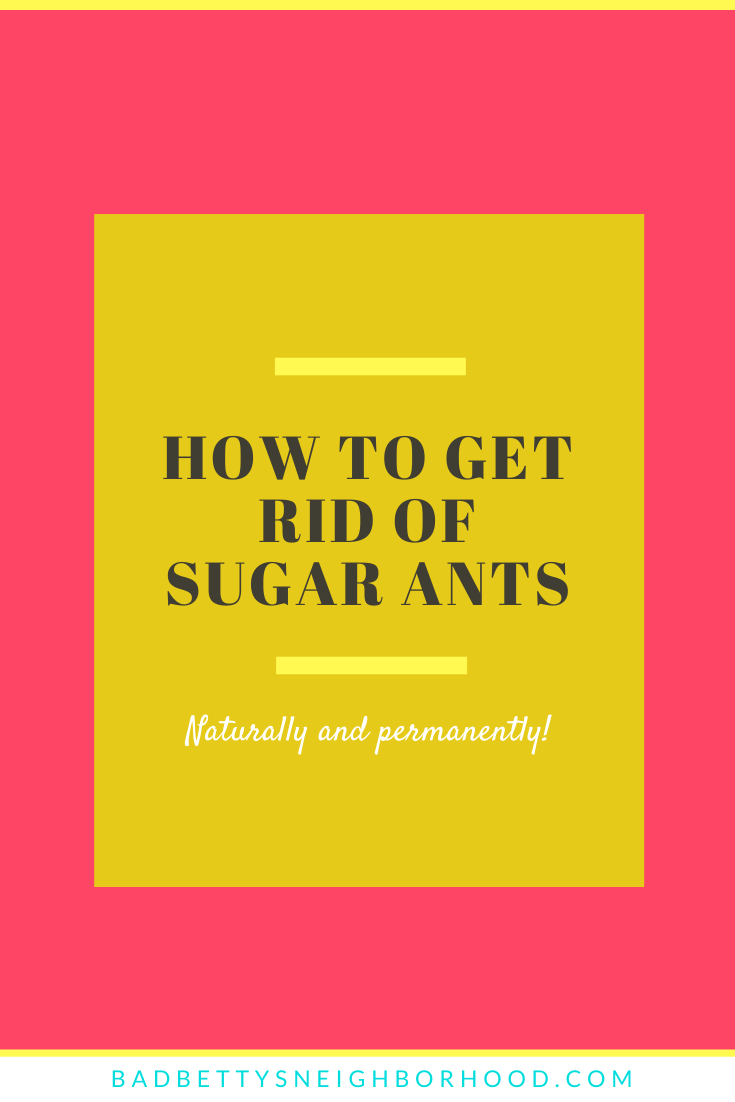 How To Get Rid Of Sugar Ants Bad Betty S Neighborhood