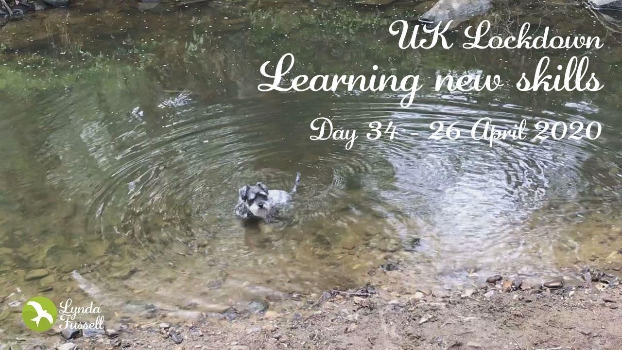 Learning new skills - pup swimming in the river before a grooming session