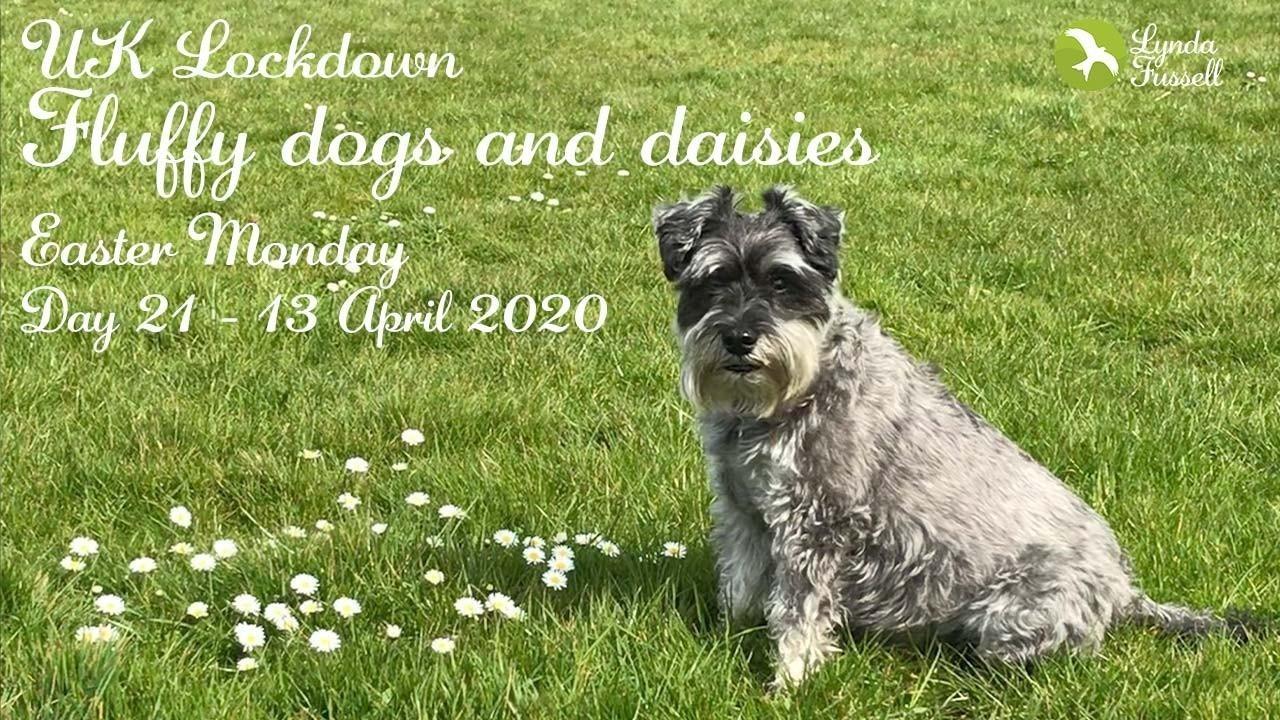 UK Lockdown - 13 April 2020: Fluffy dogs and daisies