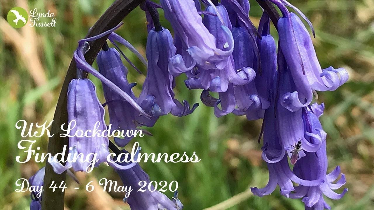 calmness with bluebells - day 44 UK Lockdown