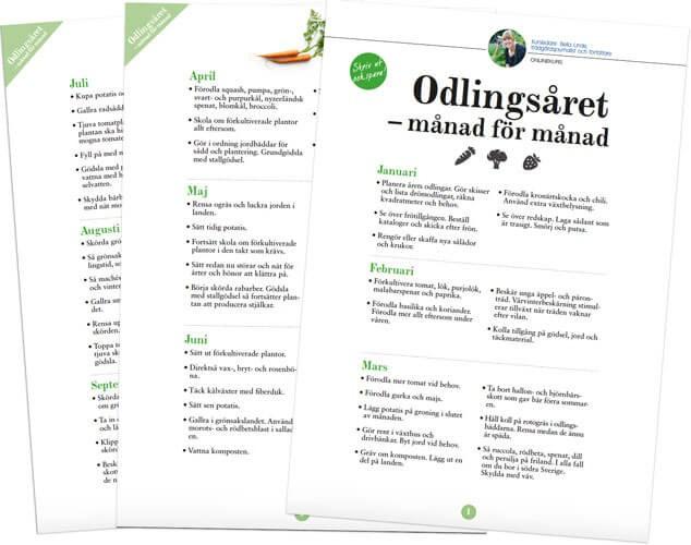 Tidtabell för sådd
