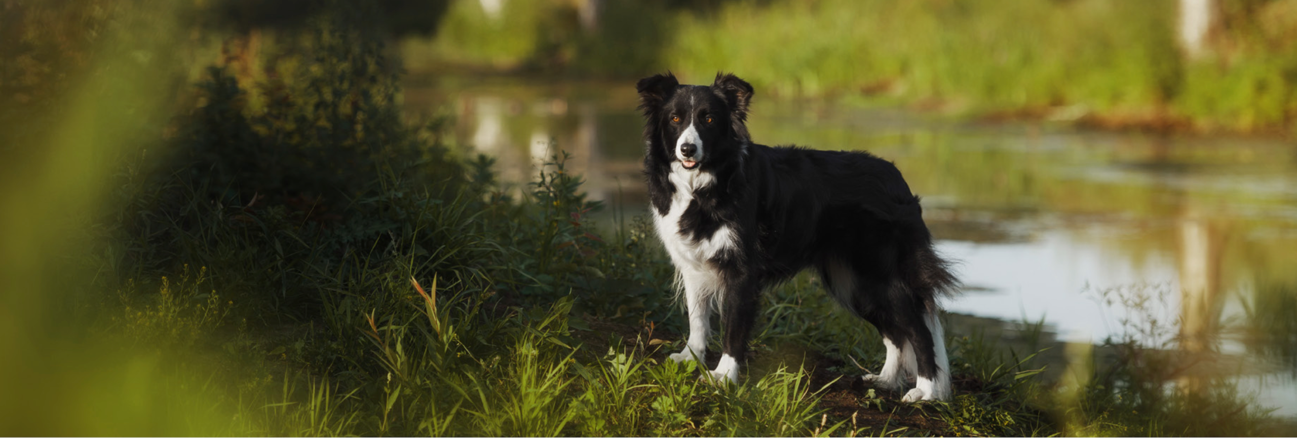 Collie