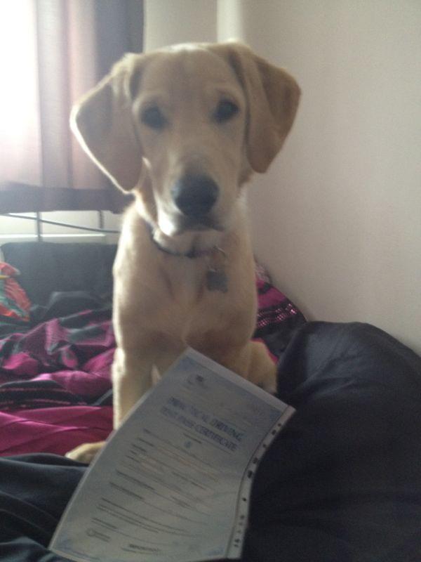 Driving Lessons Leicester - Rupal Kavi