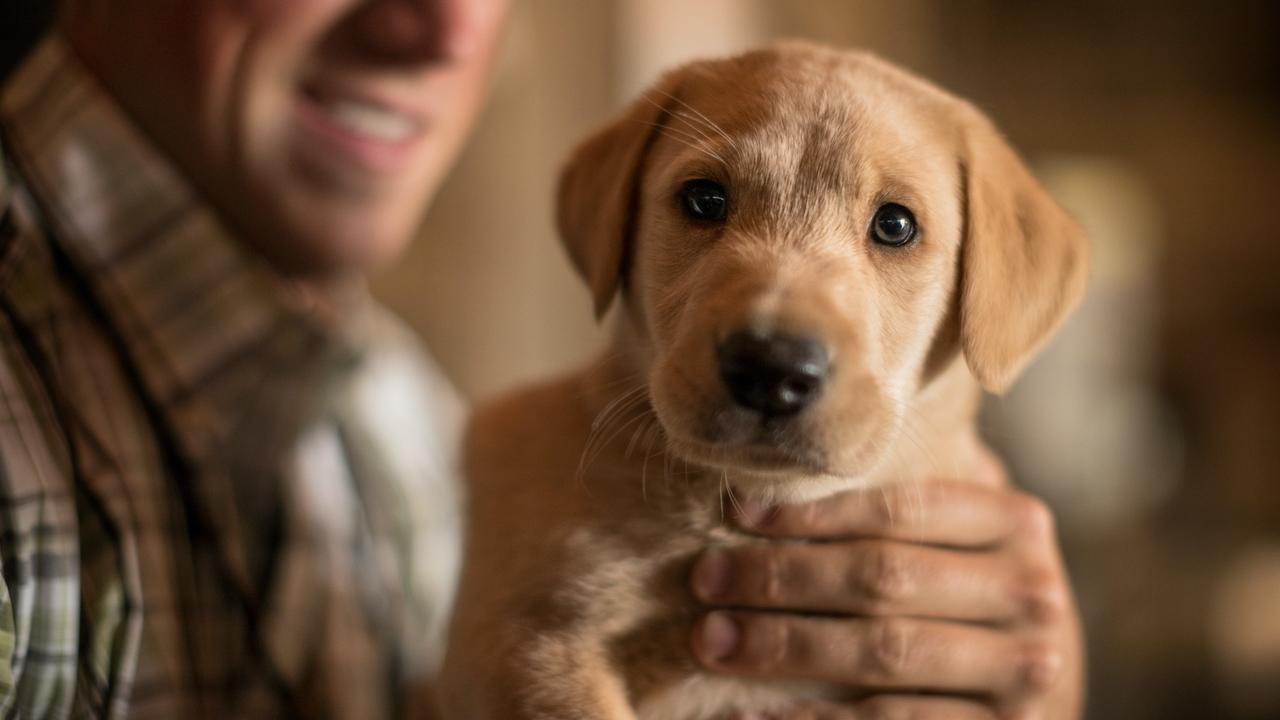 How to Pick a Puppy from a Litter