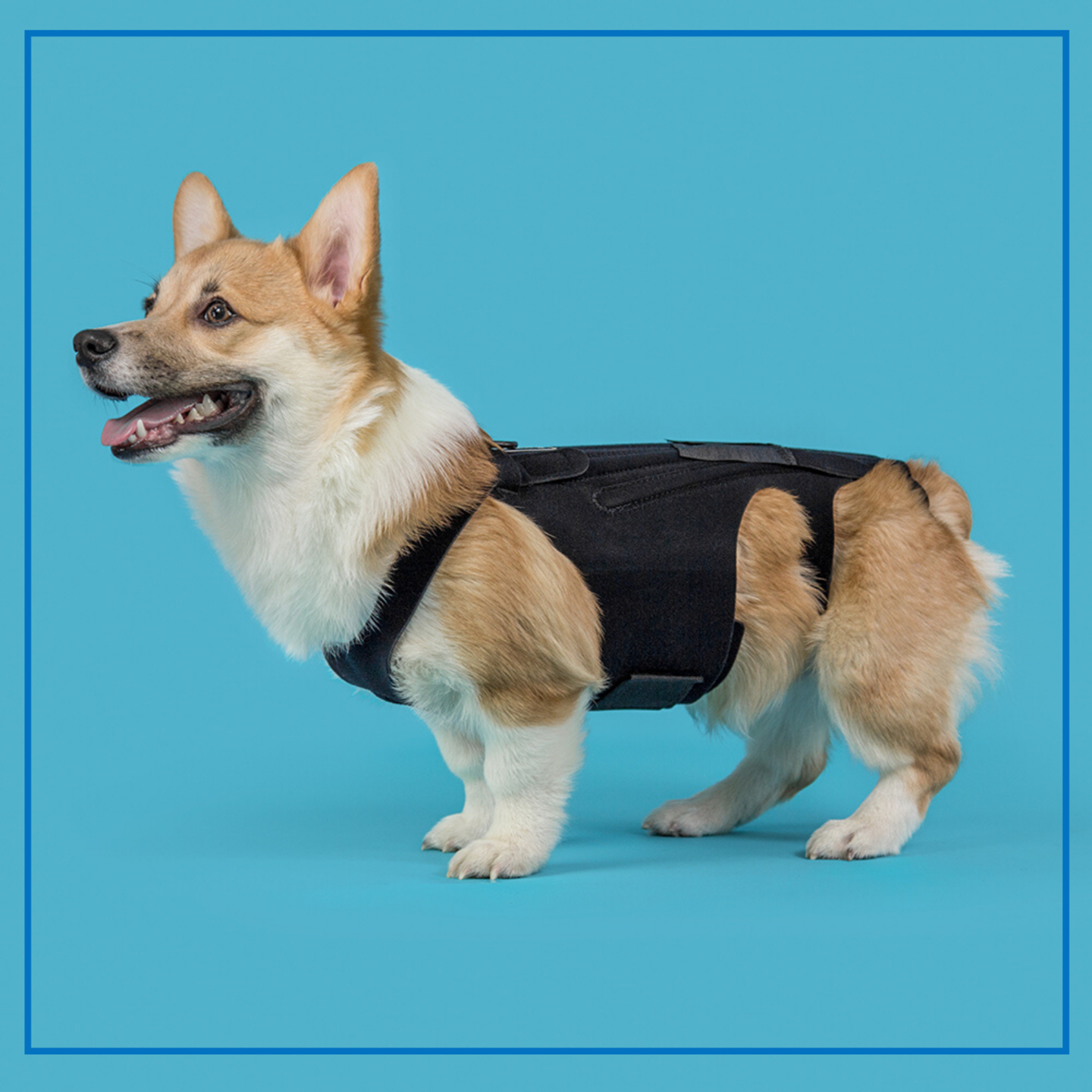 KVP Back Brace