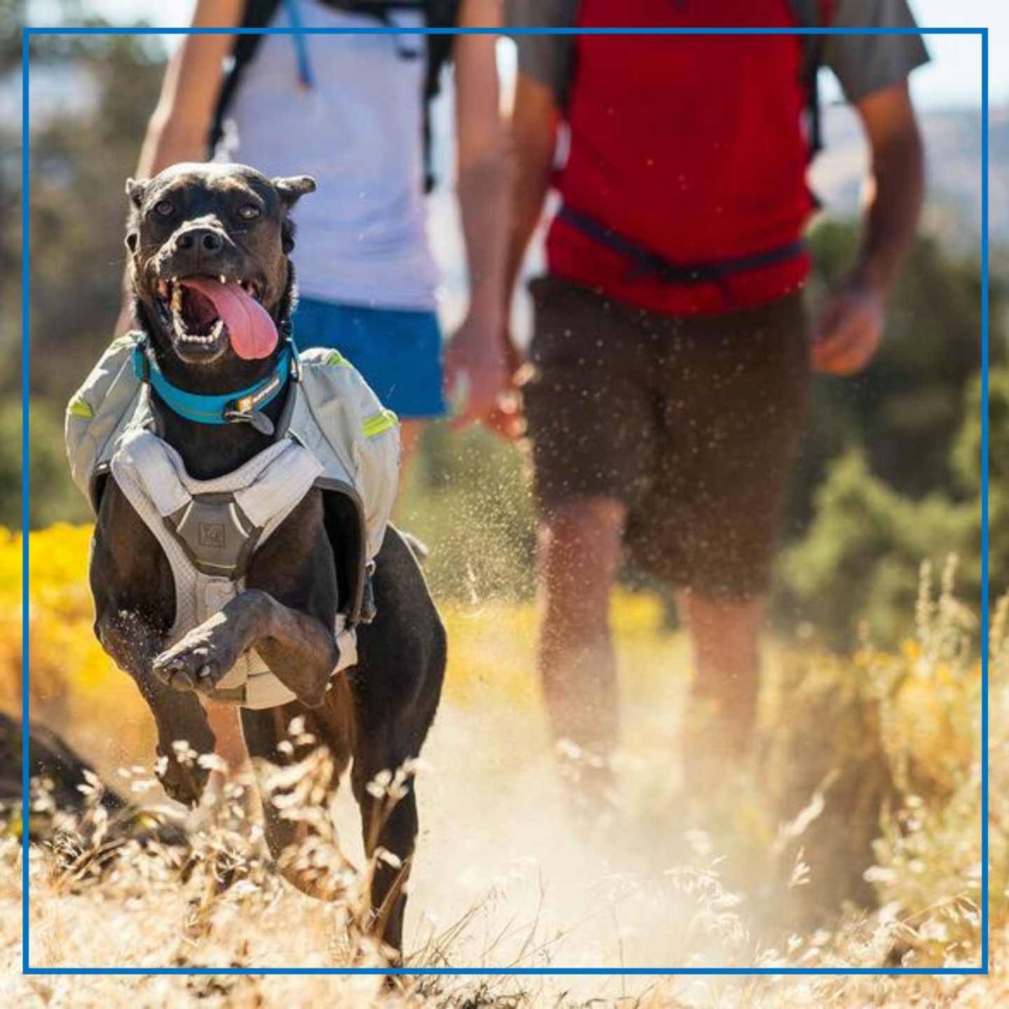 Core Cooler Harness Ruffwear