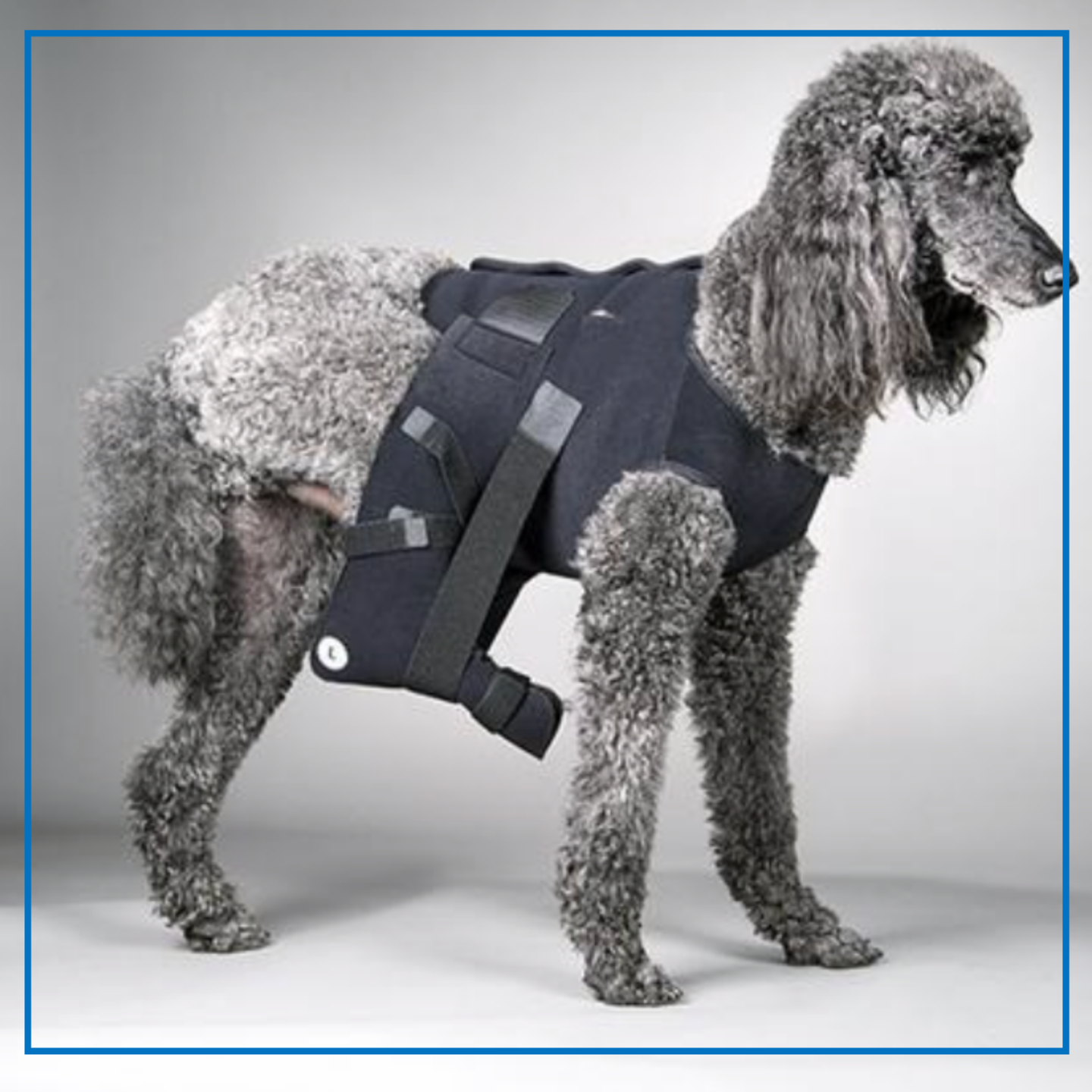 DogLeggs (Hip Joint Protective Wrap)