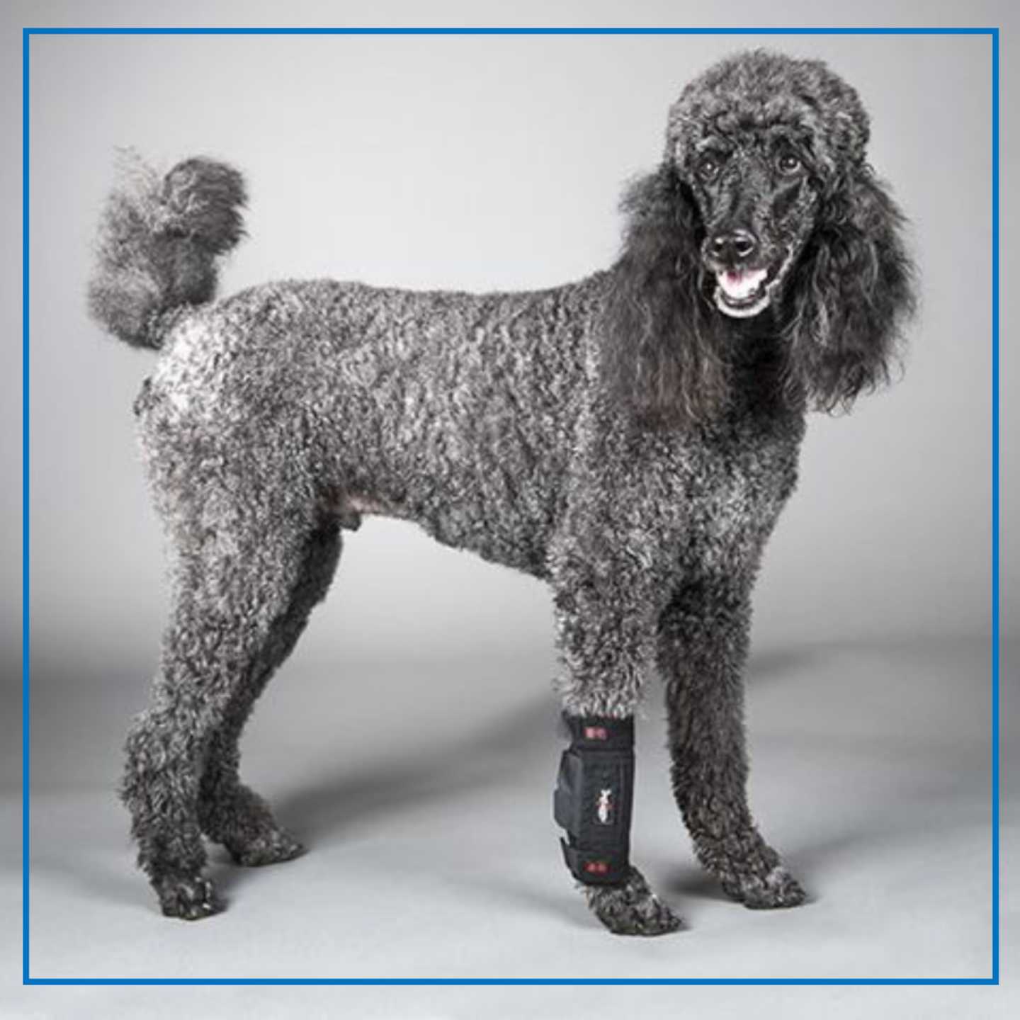 DogLeggs Front Leg Wrap