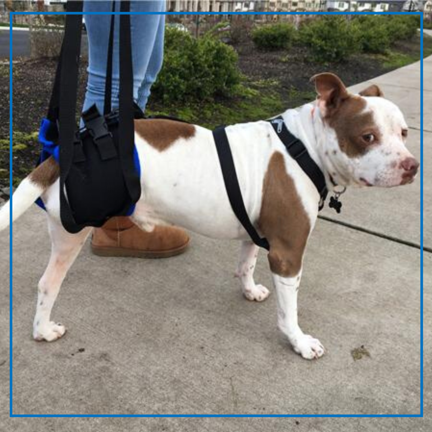 Walkabout Rear Limb Amputation Harness