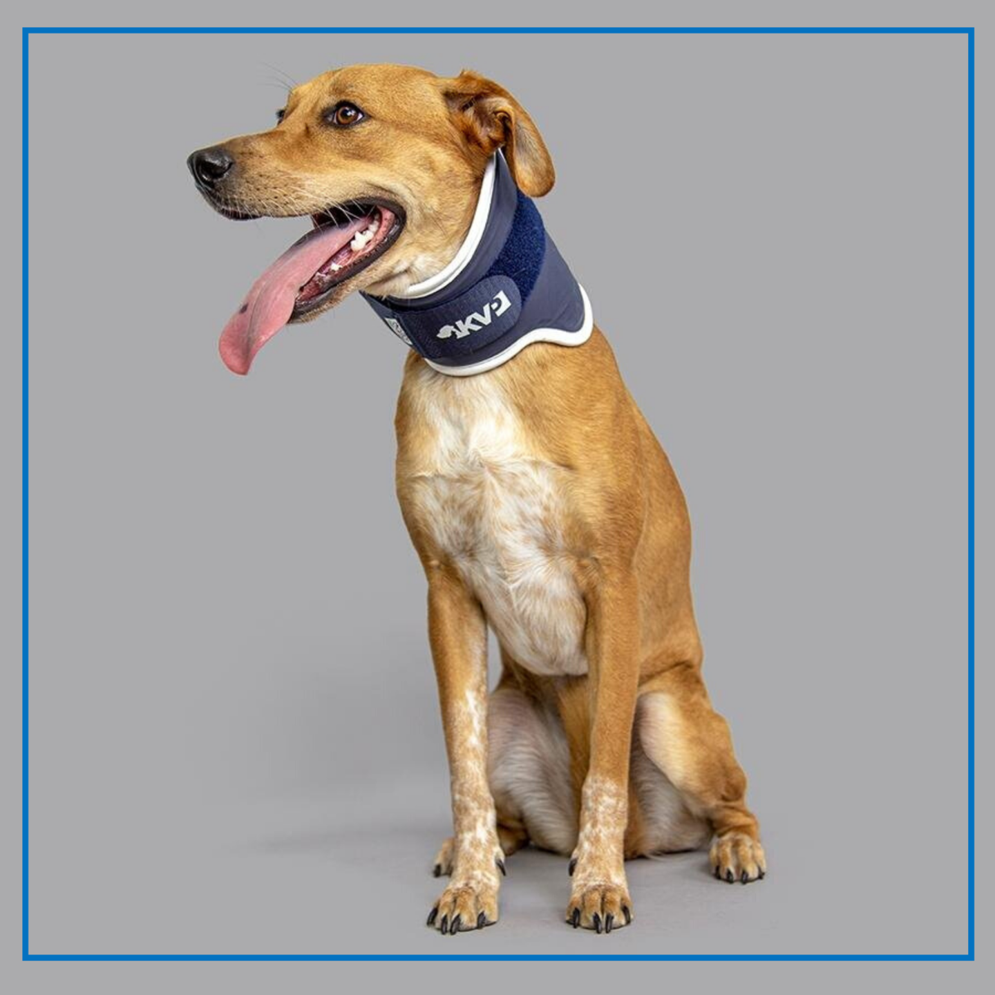 KVP (Balto Neck) Collar