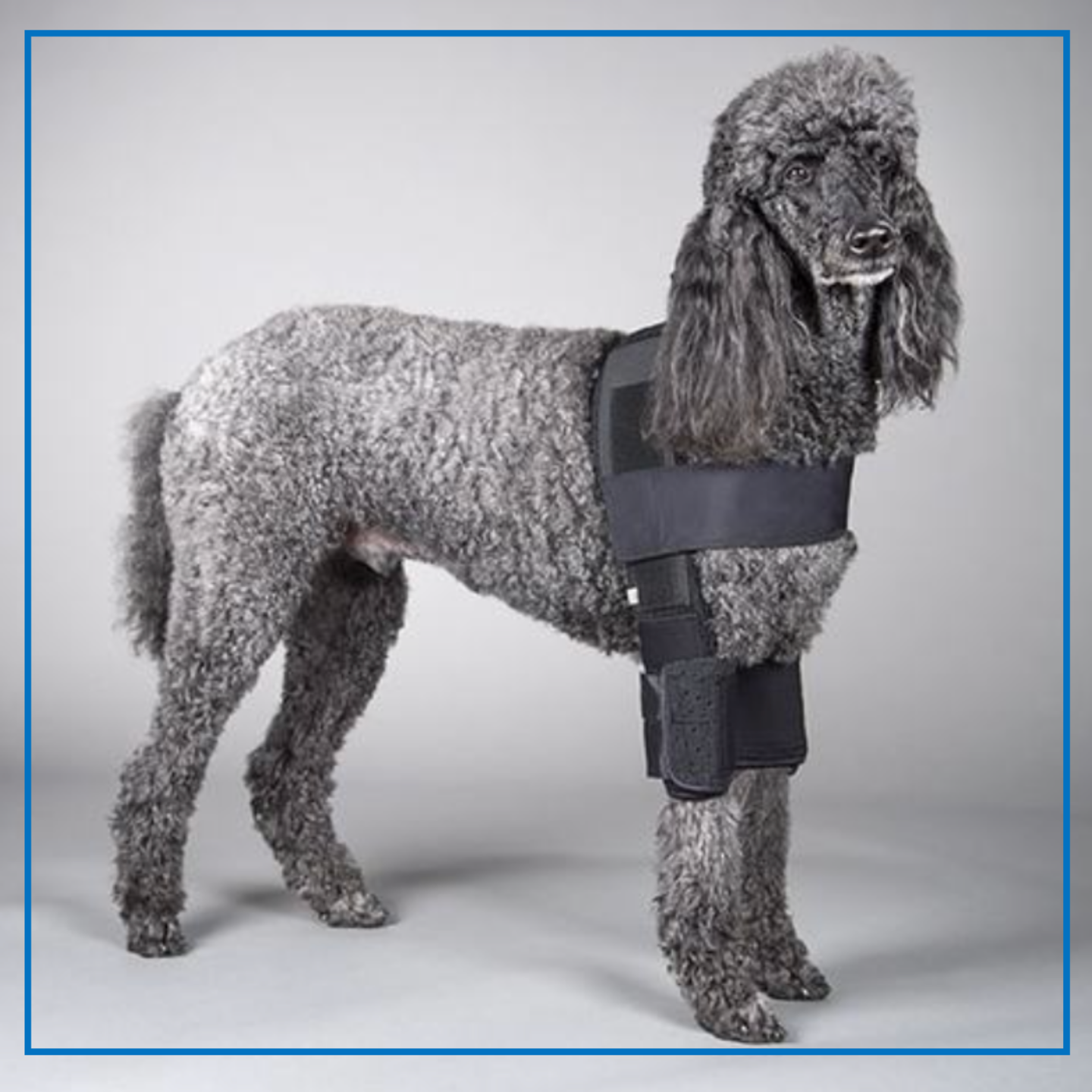 DogLeggs (Hobble) Vest