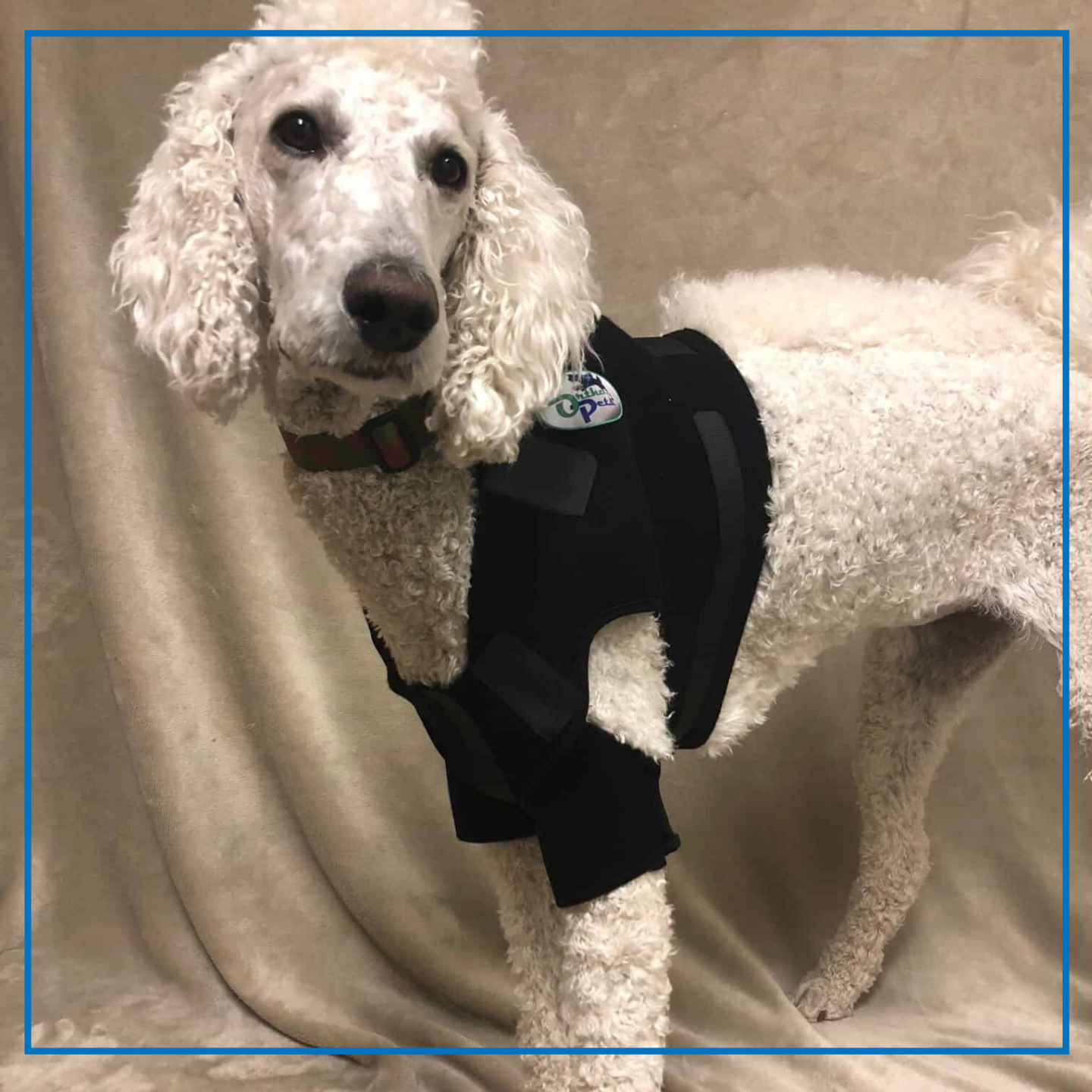 Orthopets (Hobble Vest)