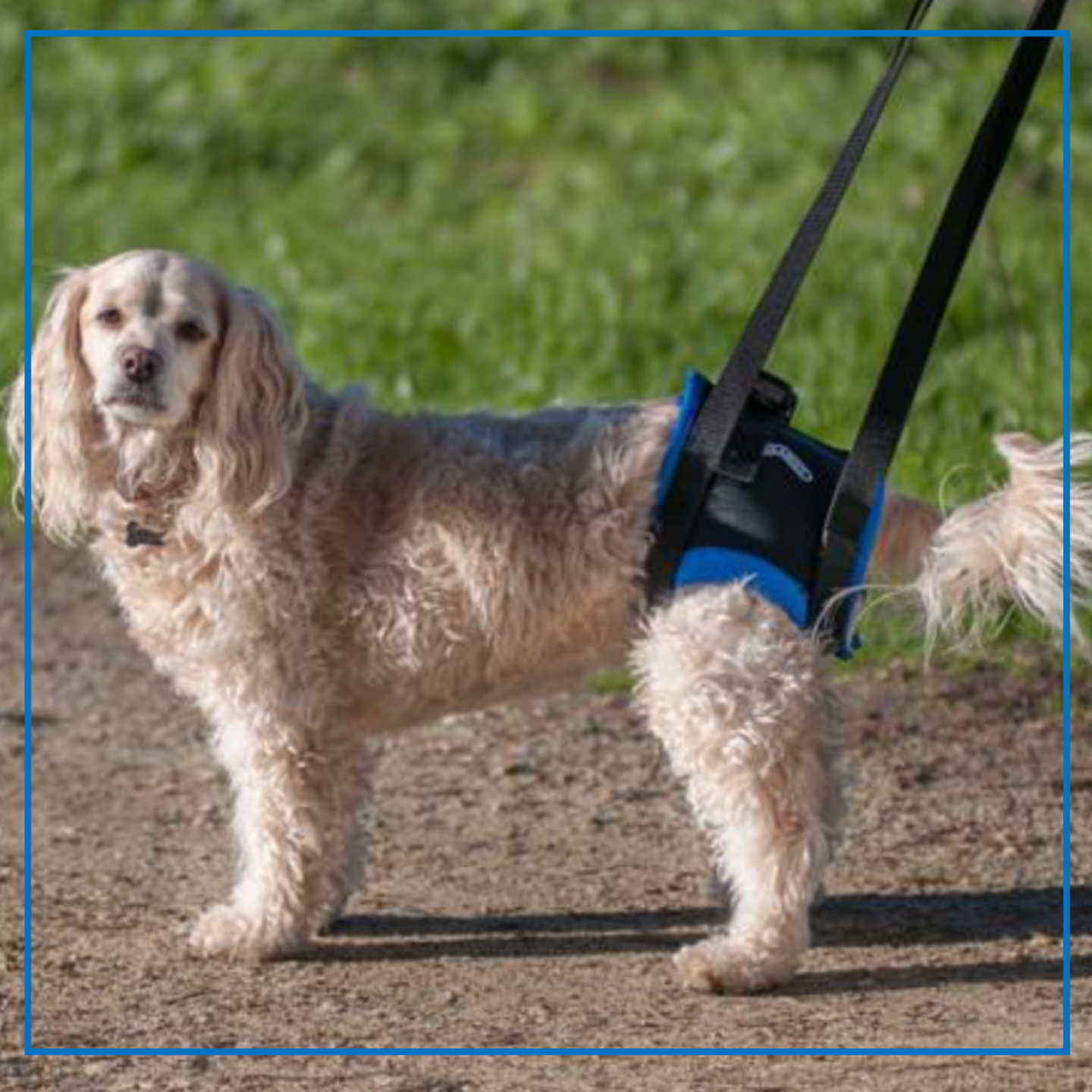 Walkabout Back End Harness