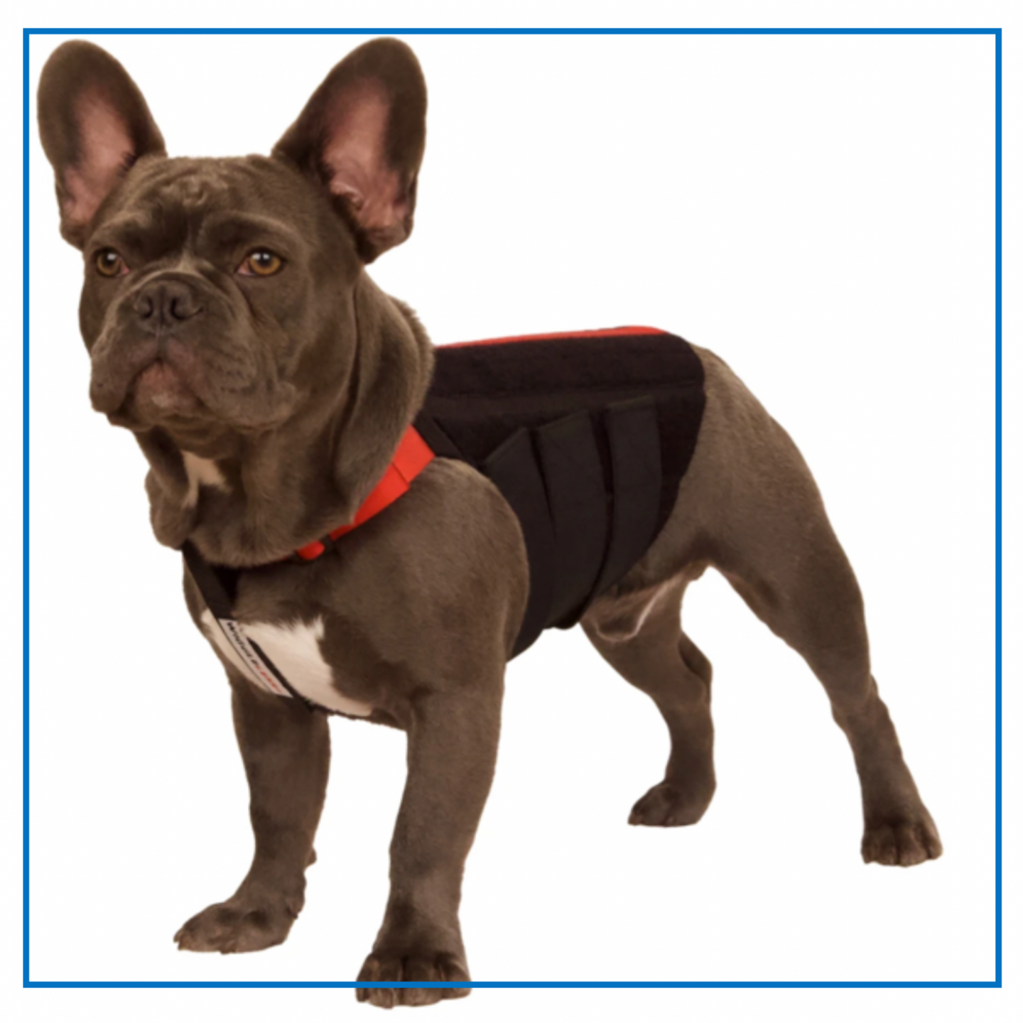 Wiggleles Back Brace