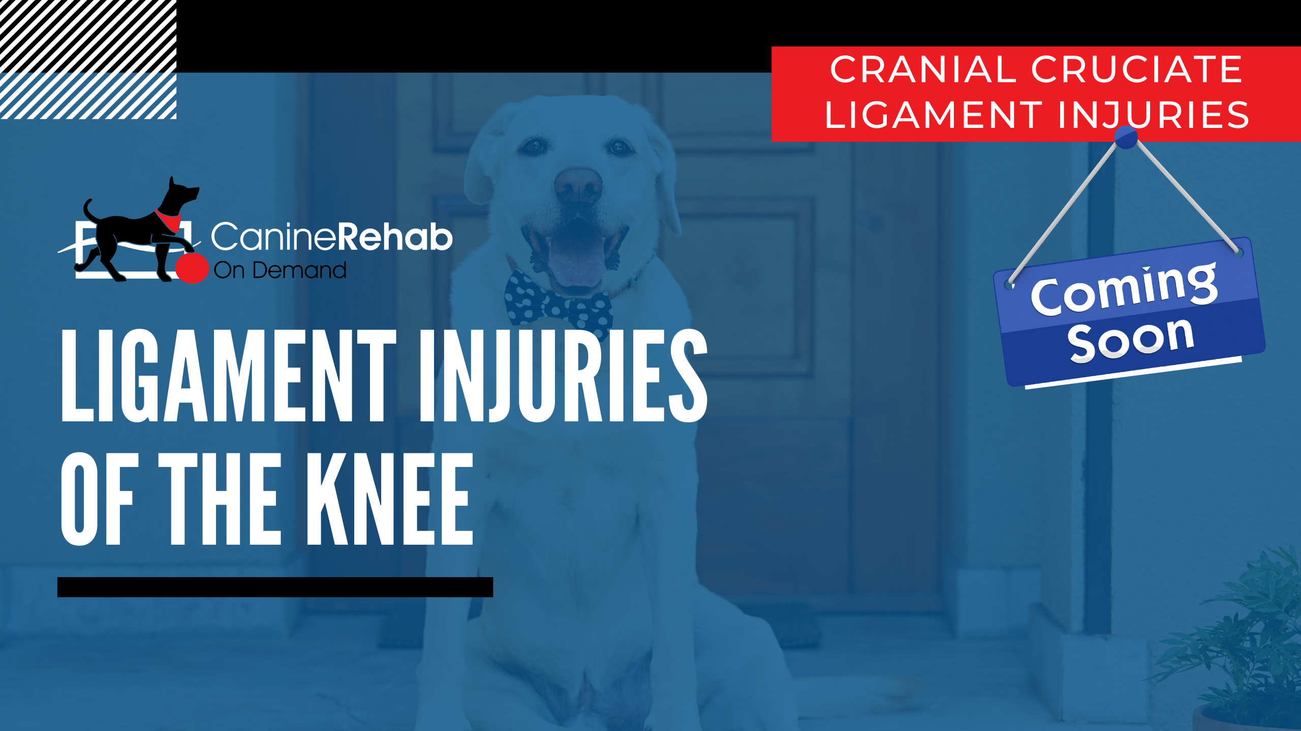 Ligament Injuries of the Knee Coming Soon