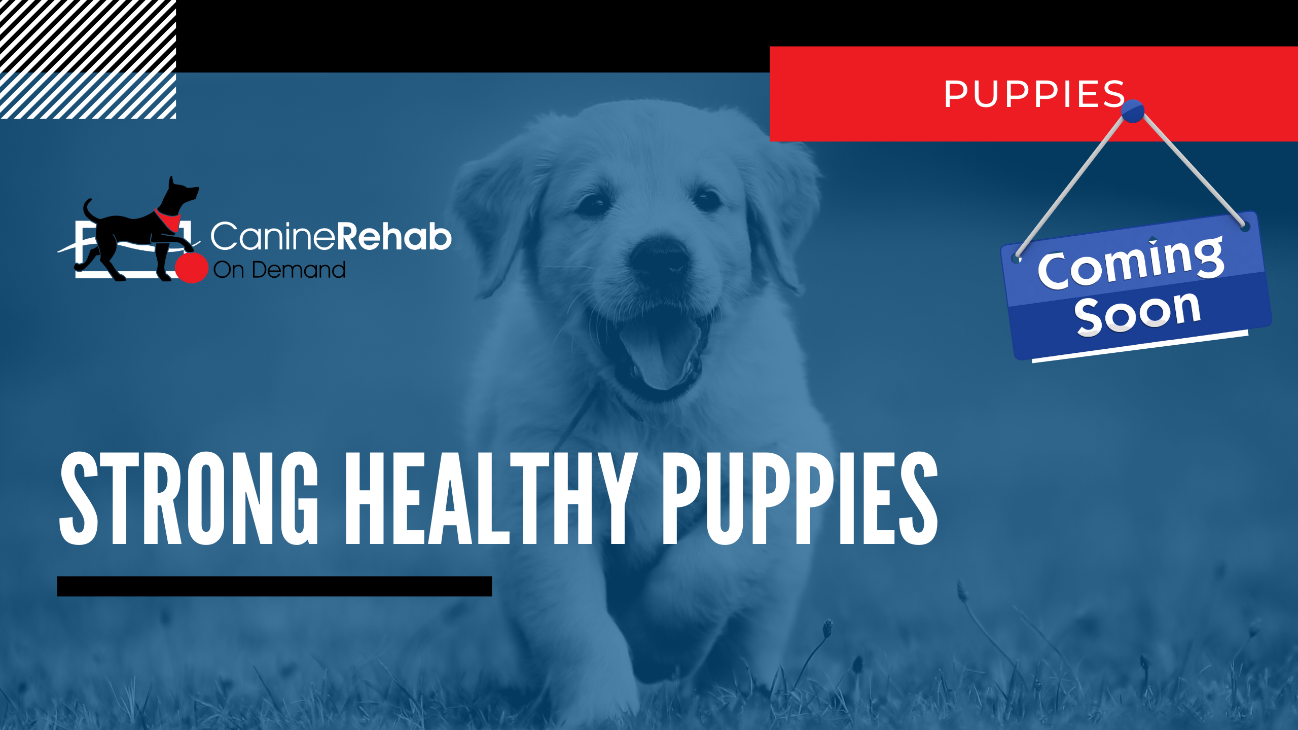 Strong Healthy Puppies Coming Soon