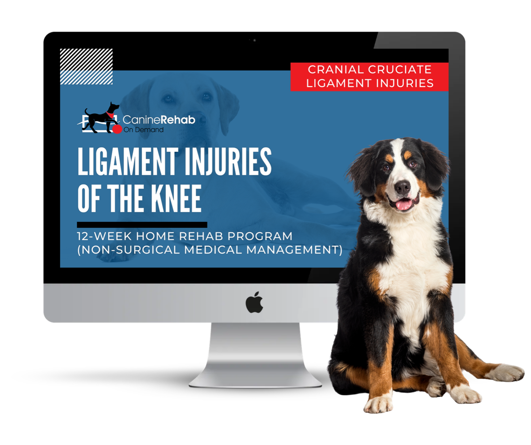 Ligament Injuries of the Knee Non-Surgical
