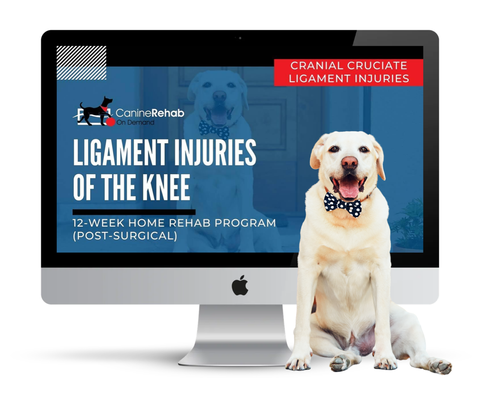 Ligament Injuries of the Knee 12-Week Home Rehab Program
