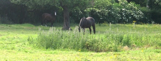 Equiculture poor pasture 1