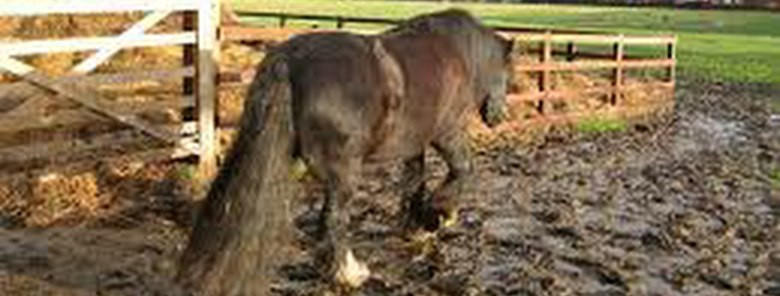 Equiculture poor pasture 2