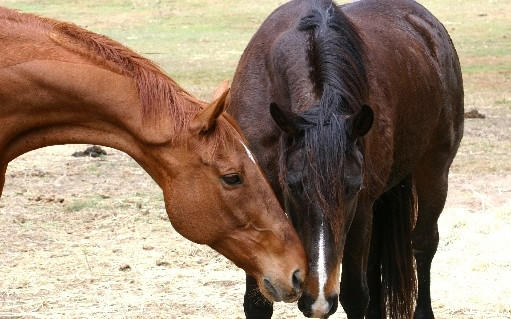 Equiculture Responsible Horse Care 14