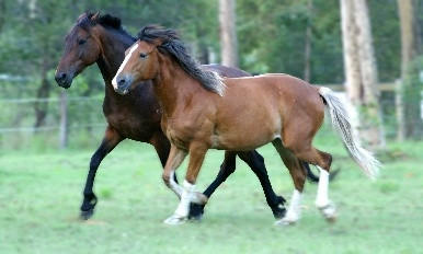 Equiculture Responsible Horse Care 2