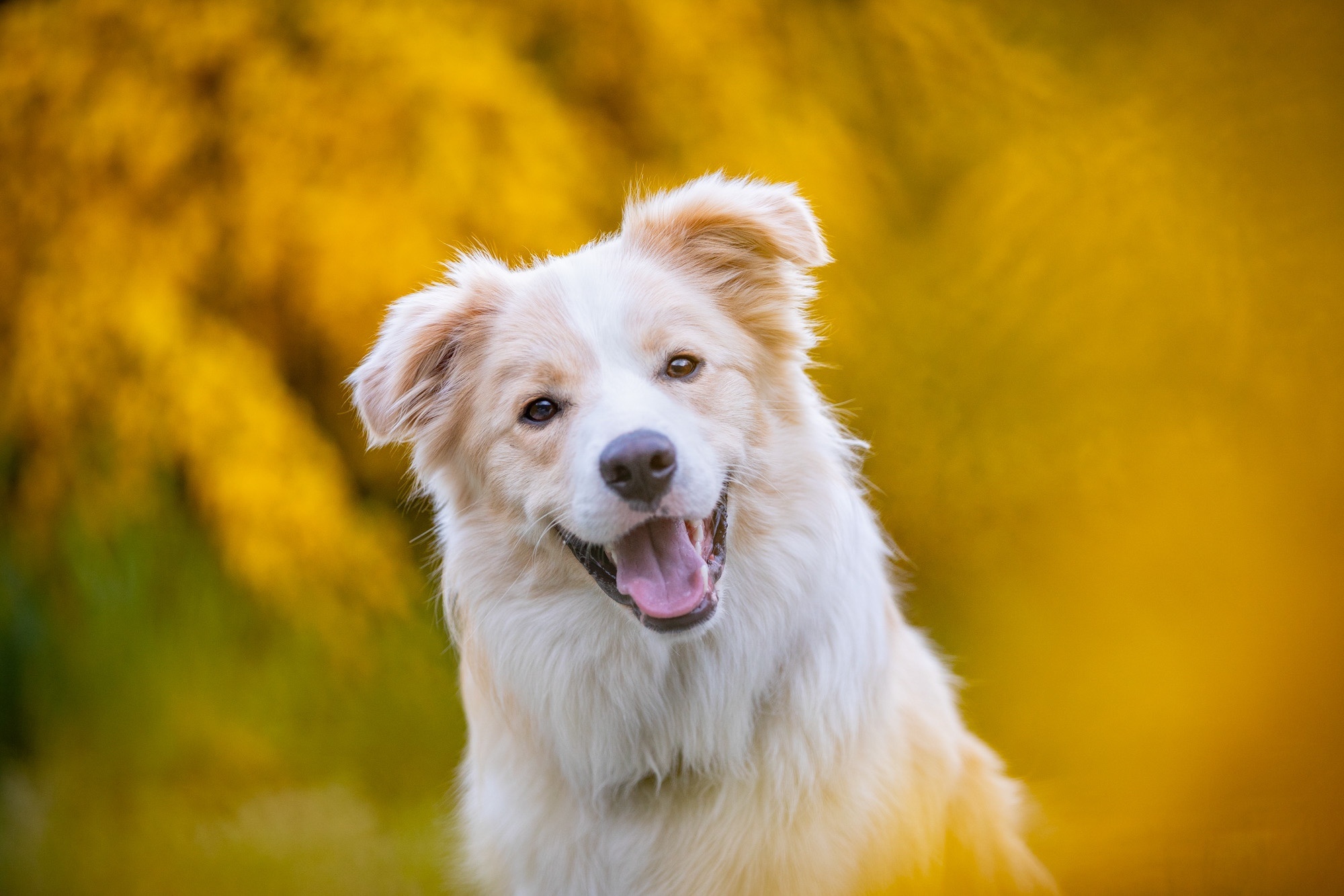 Sparkle Editing The Secret Sauce To Making Your Pet Photography Shine