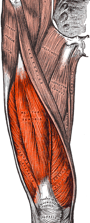 Quadriceps
