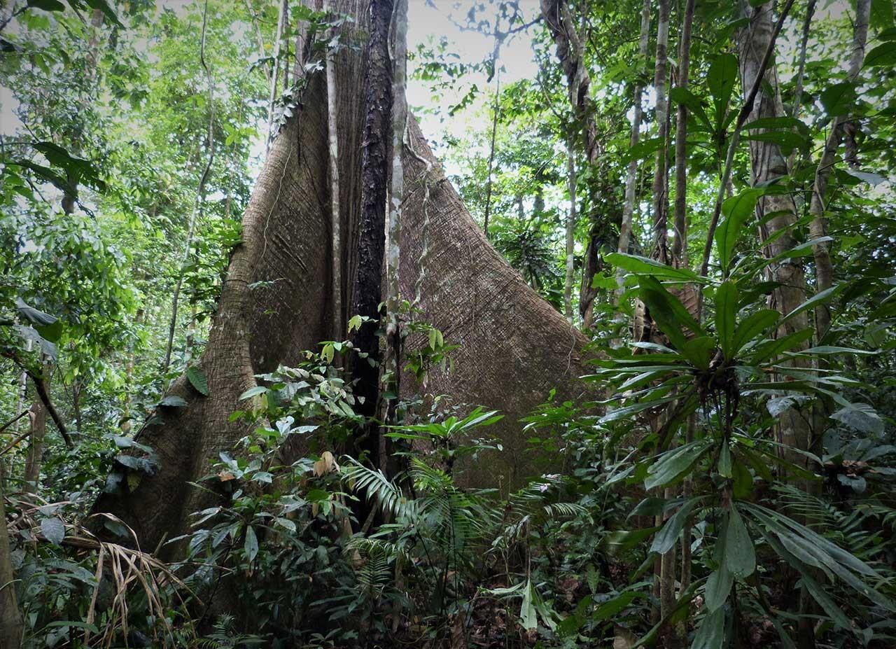 Jaguar In Darién National Park