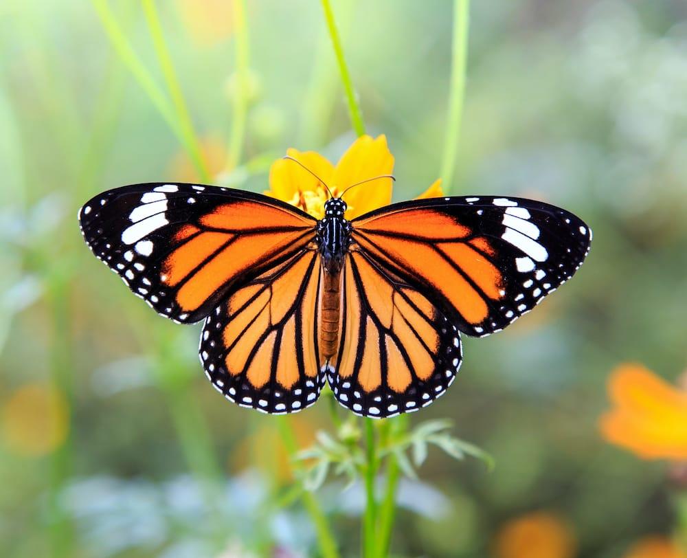 Monarch butterfly on flower
