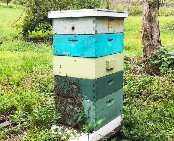 langstroth beehive in the grass