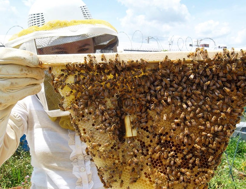 woman with top bar beehive