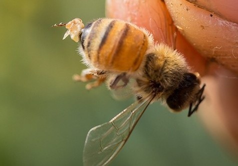 worker bee stinger with venom drop
