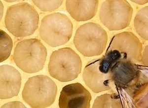 worker bee and larvae