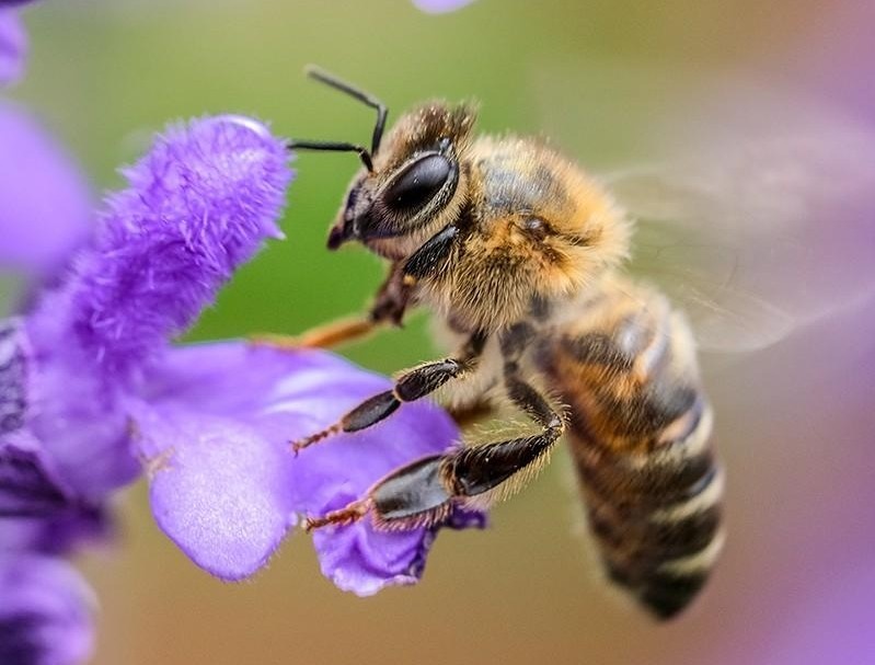 worker bee on a purple flower