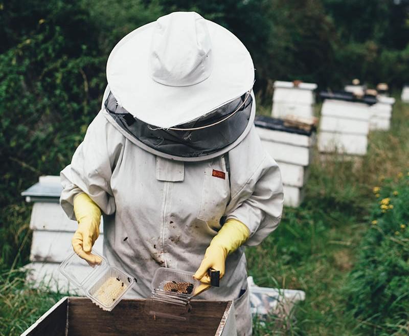 beekeeper treating a beehive online class