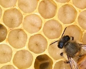 honey bee and larvae
