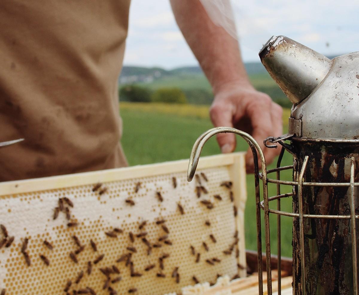 new beekeeper holding a honey frame